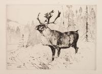 A Woodland Stag