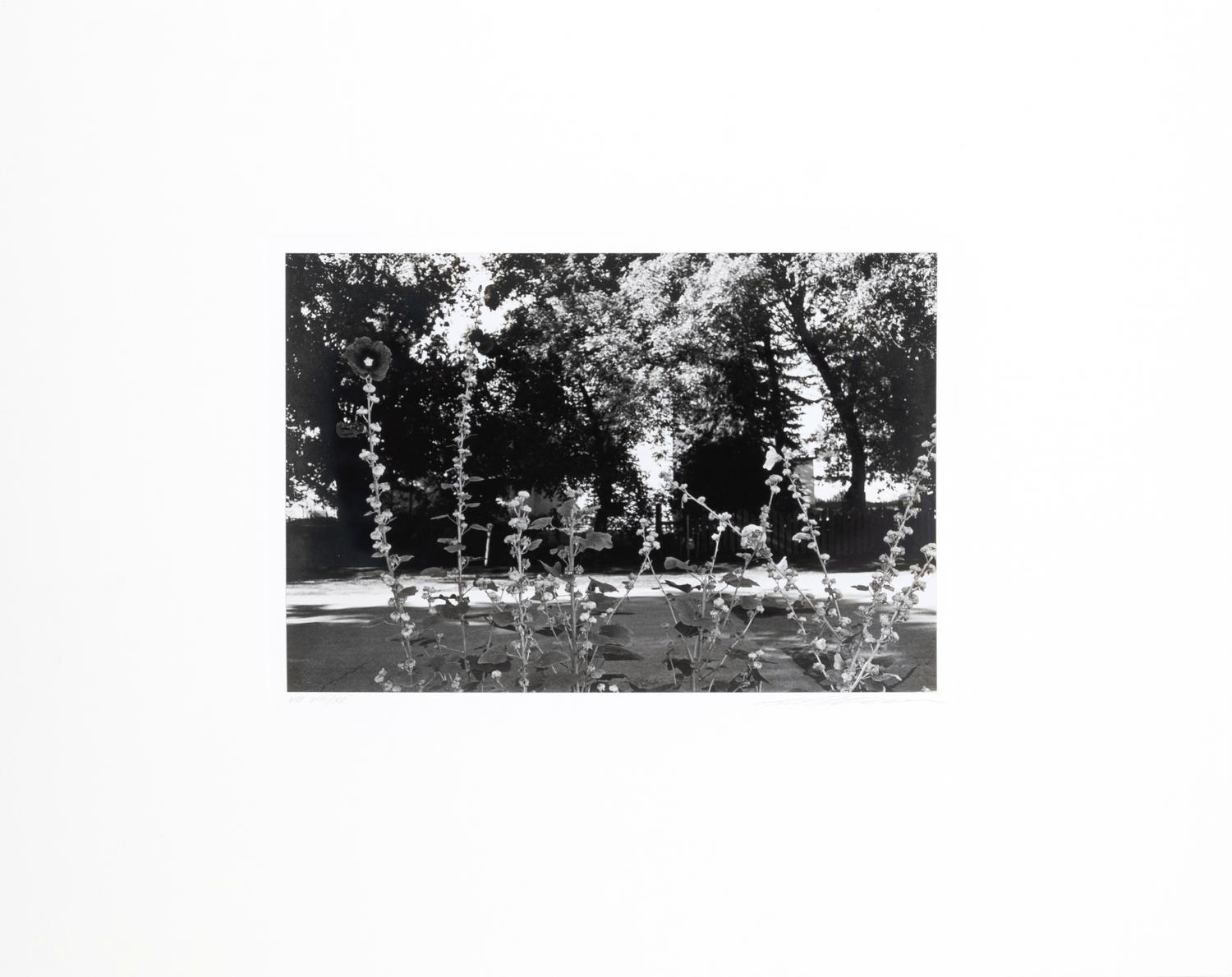 Photographs of Flowers