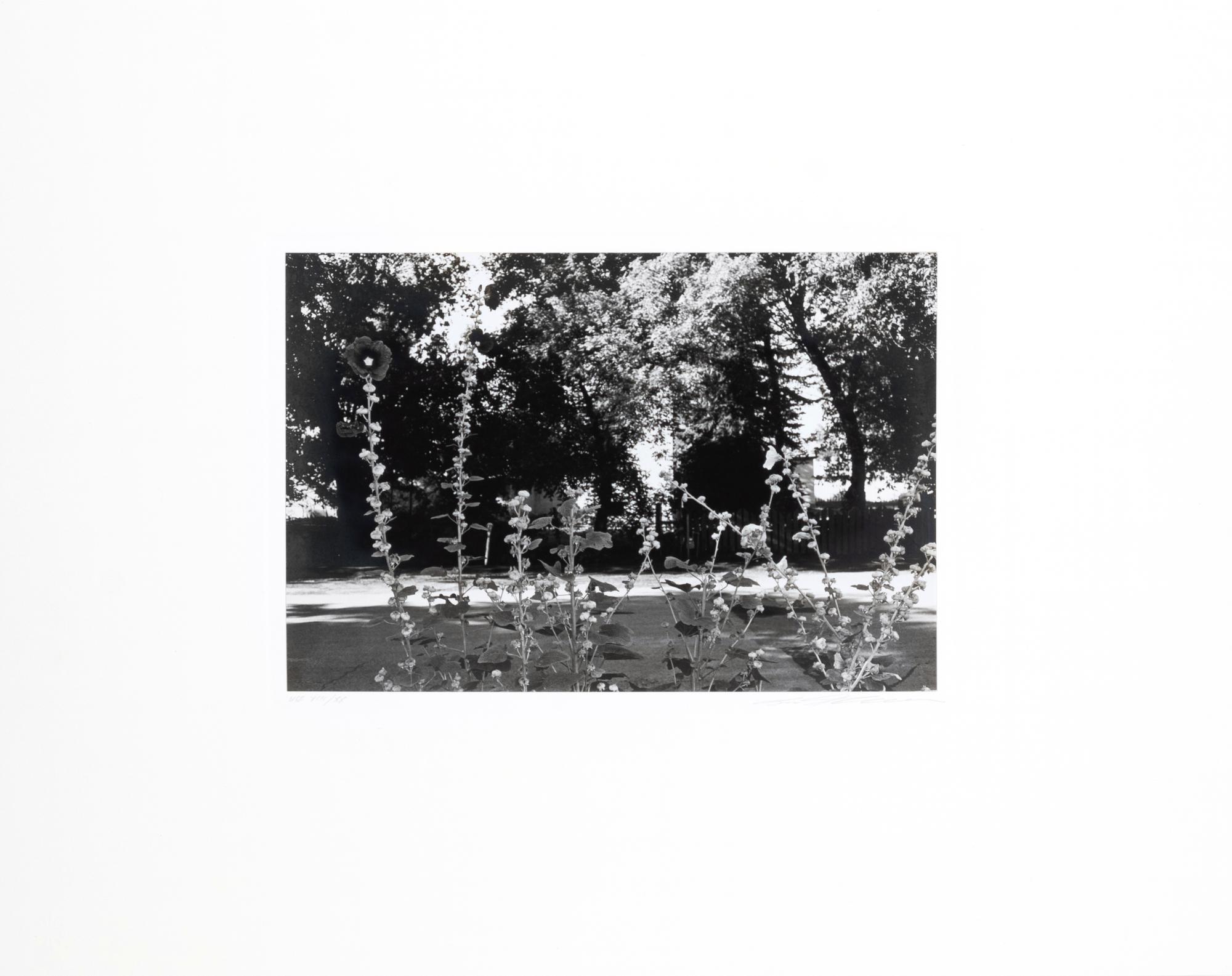 Photographs of Flowers