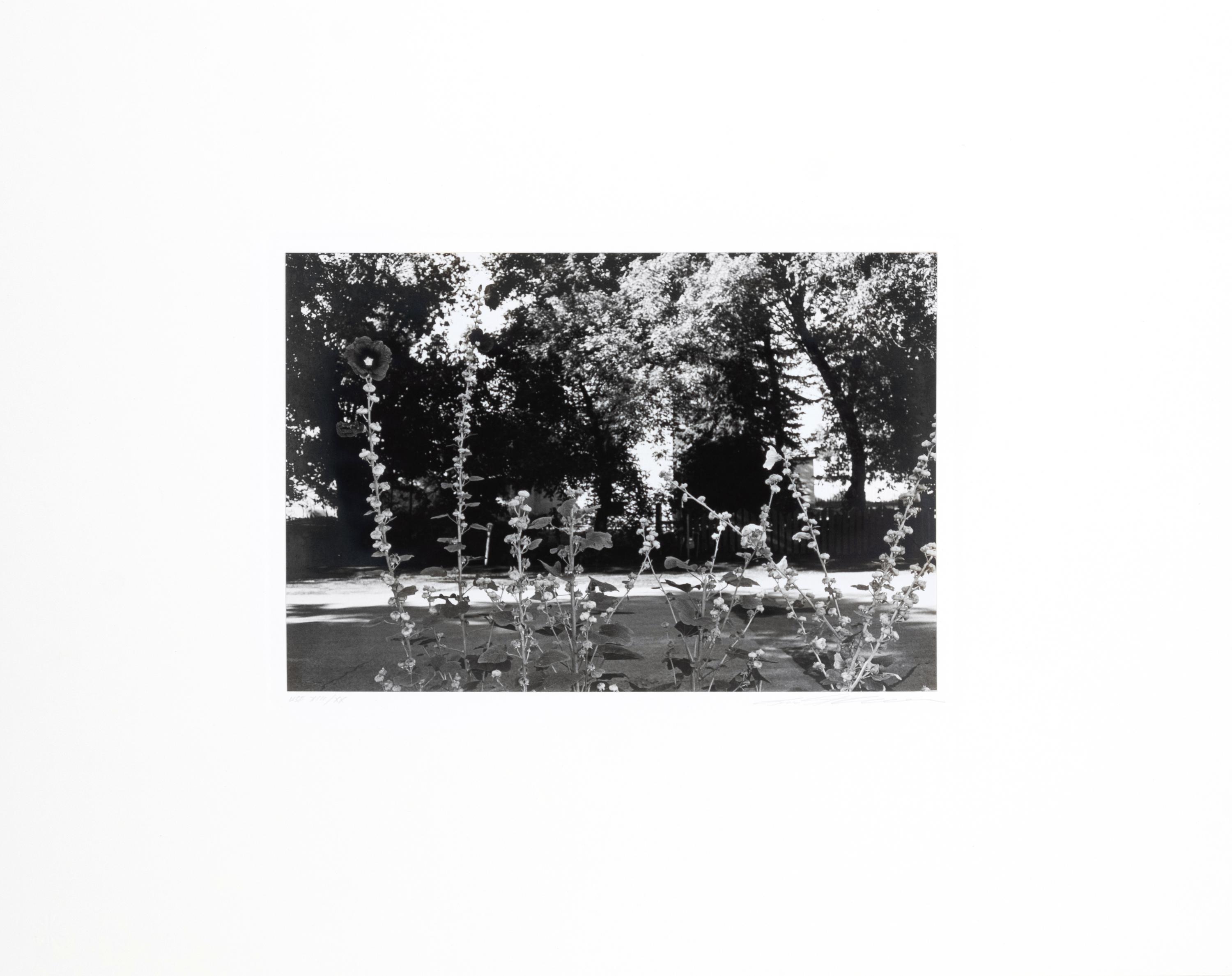 Photographs of Flowers