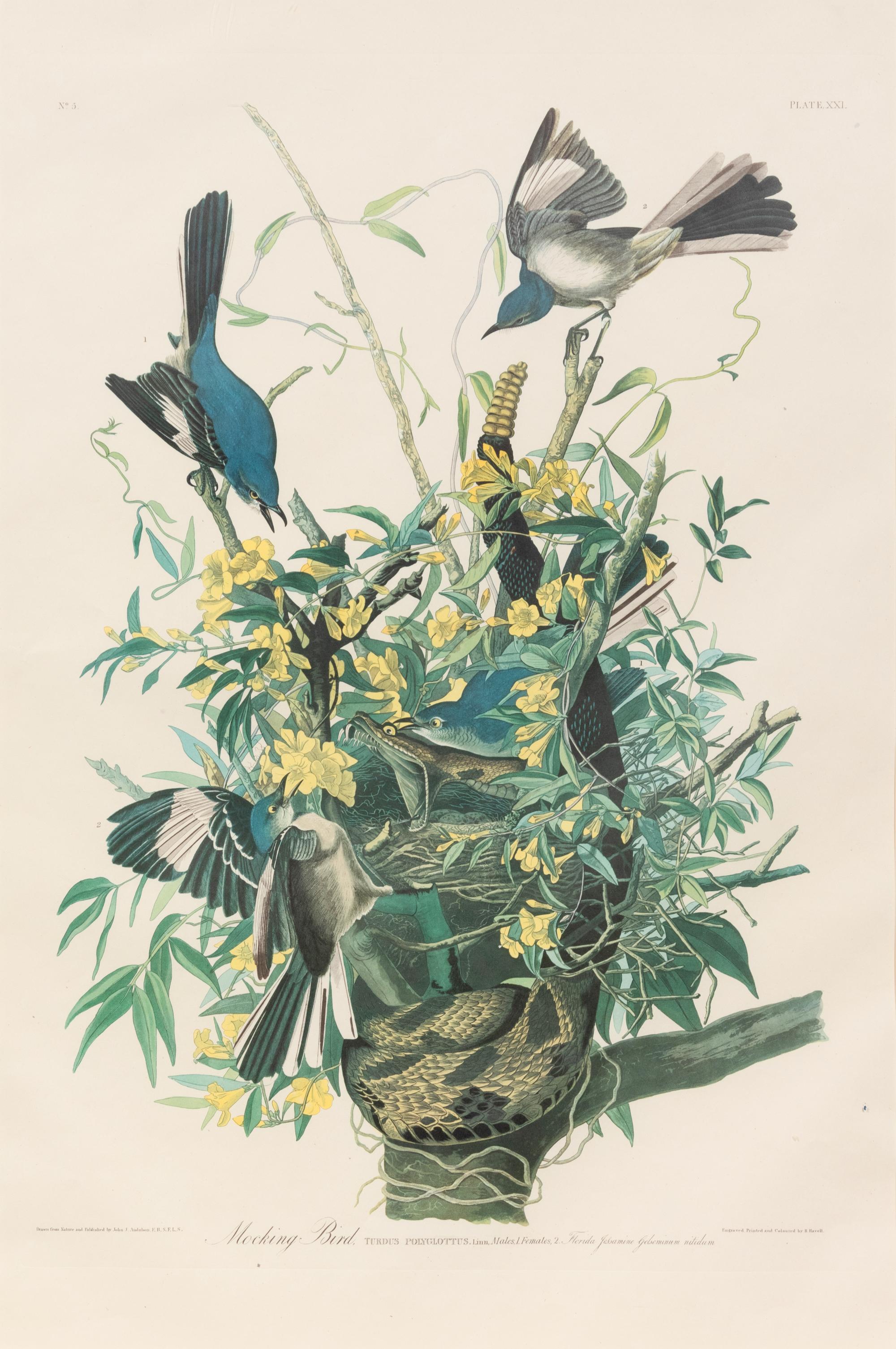After John James Audubon (American, 1785-1851)