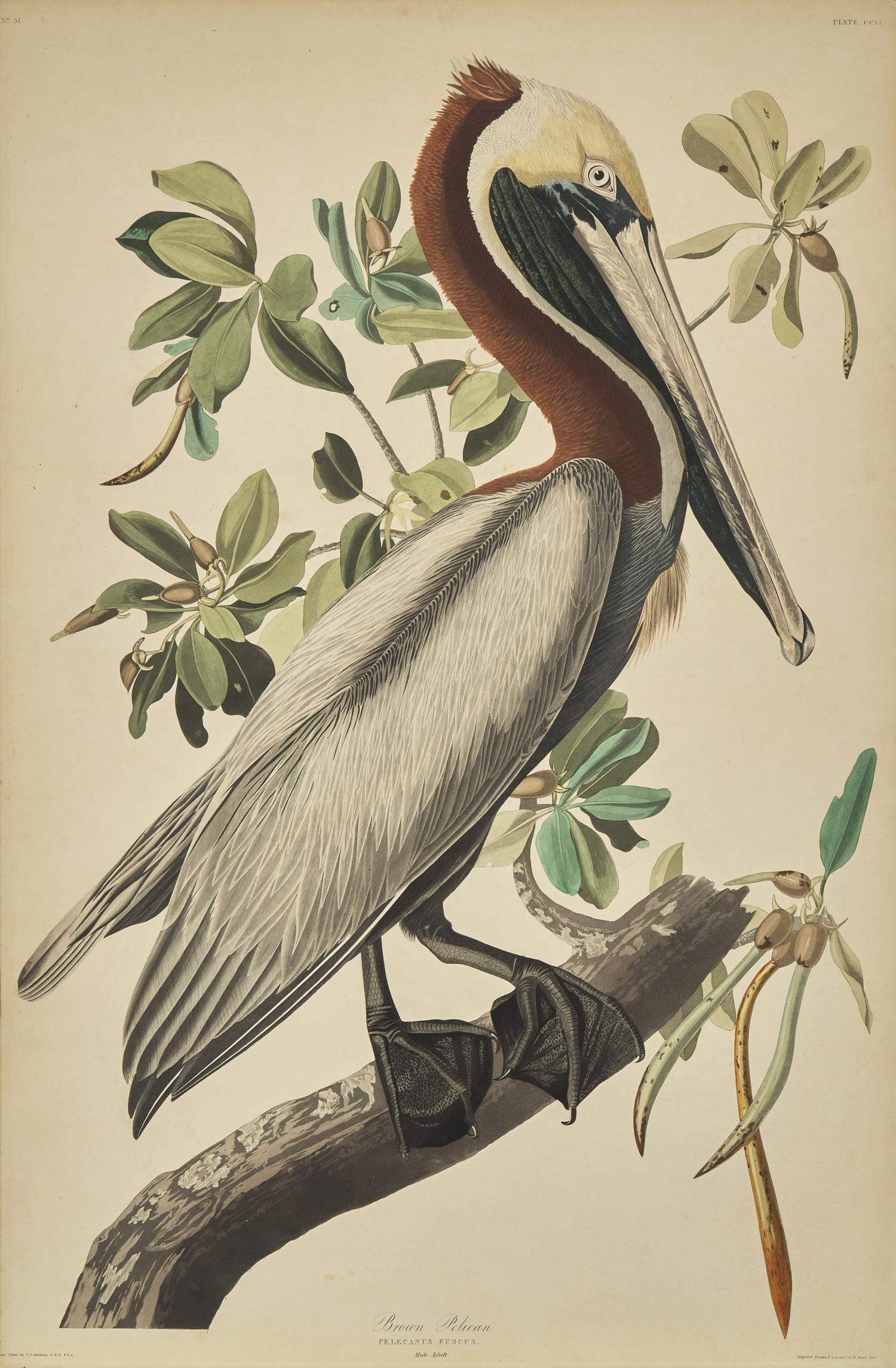 [Natural History] Audubon, John James. Brown Pelican