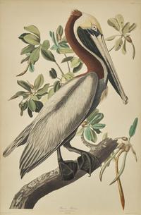 [Natural History] Audubon, John James. Brown Pelican