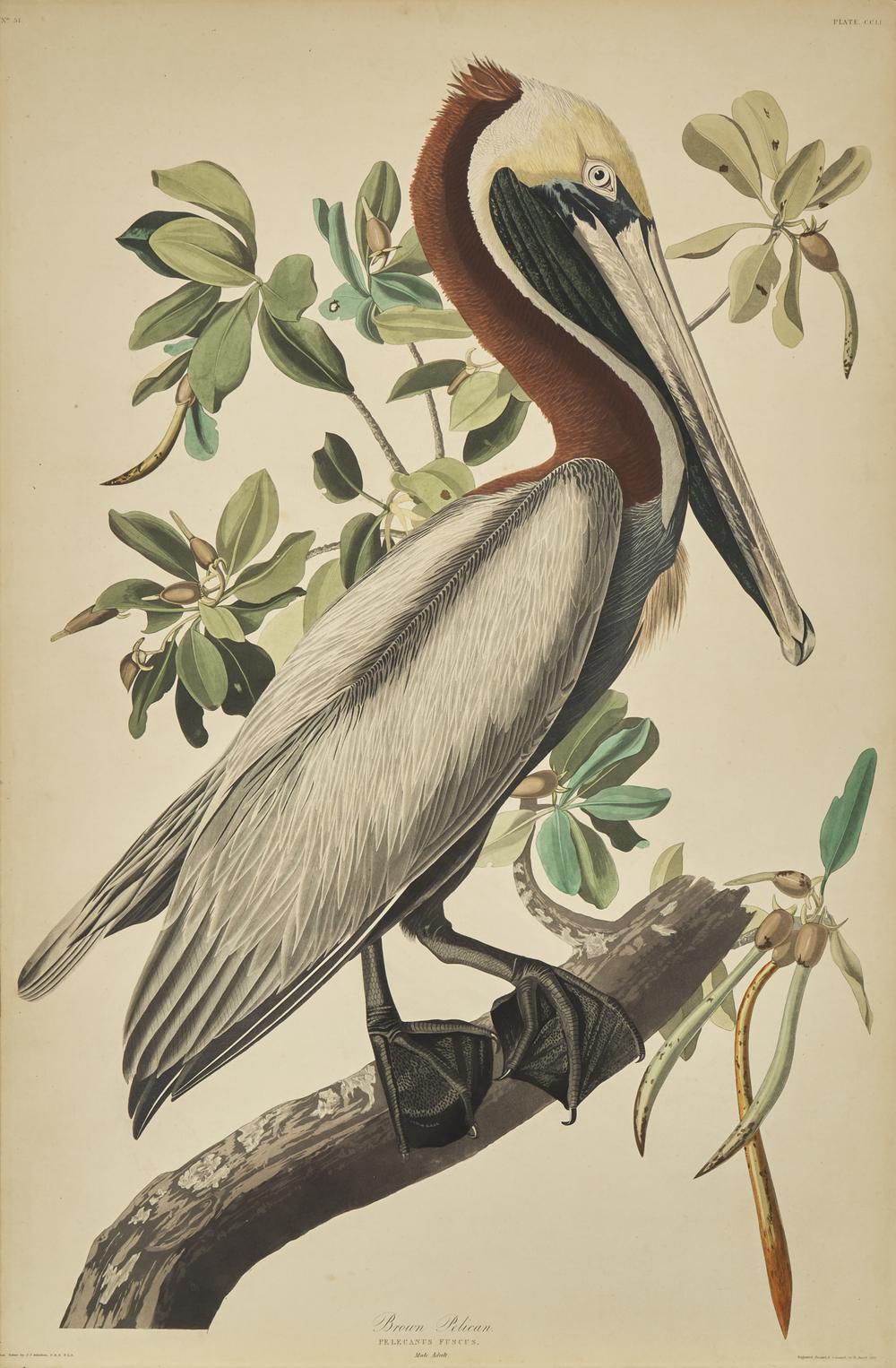 [Natural History] Audubon, John James. Brown Pelican