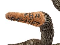 Bottlecap Snake