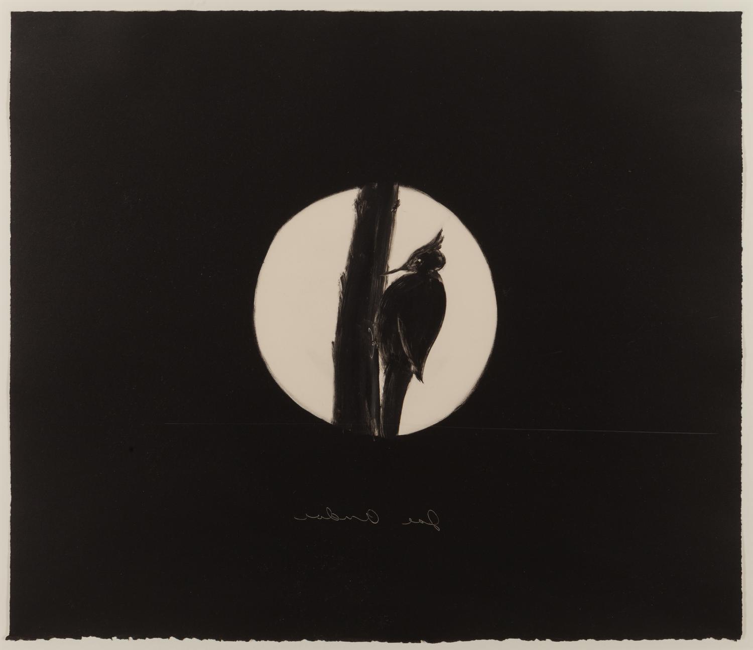 Untitled (Woodpecker)