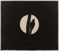 Untitled (Woodpecker)
