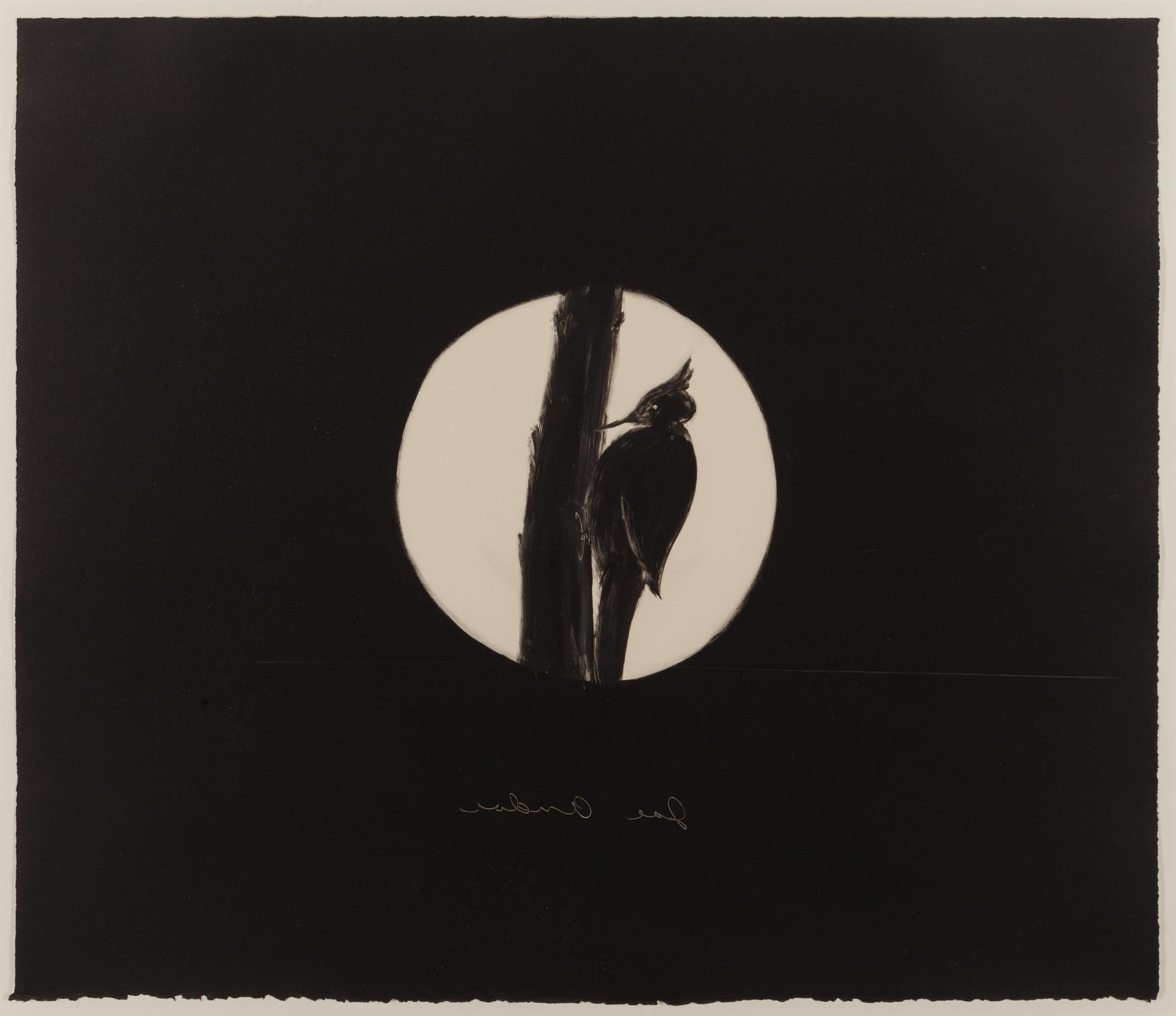 Untitled (Woodpecker)