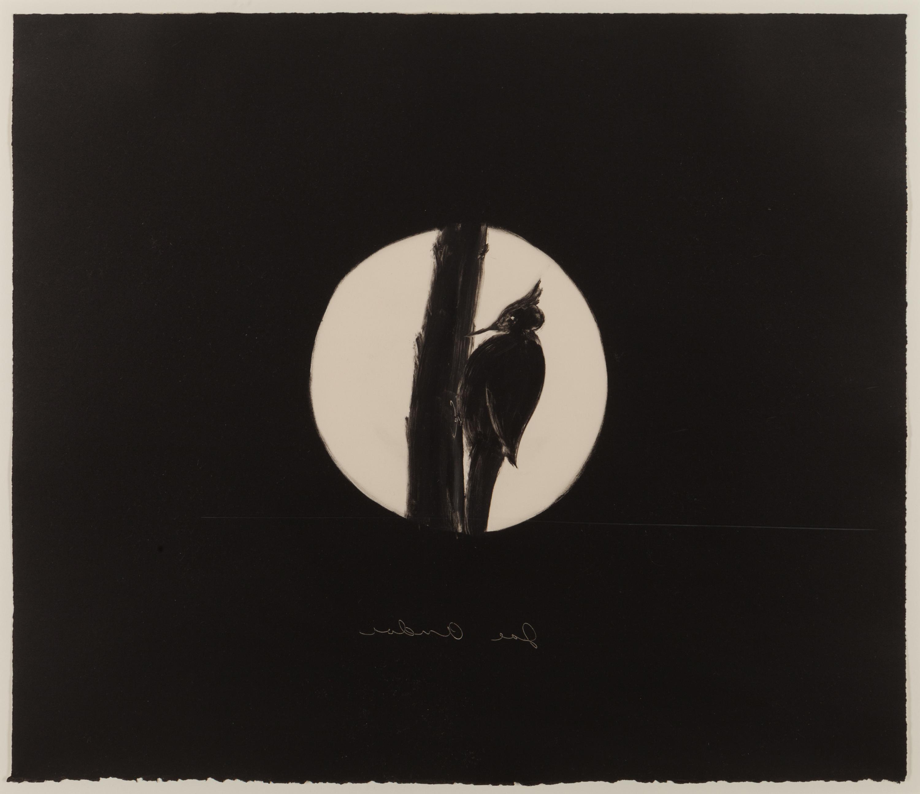 Untitled (Woodpecker)