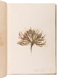 [SPECIMEN ALBUM - ALGAE]. Spine title: "Algues Cotes de Bretagne." Bretagne, ca 1850.