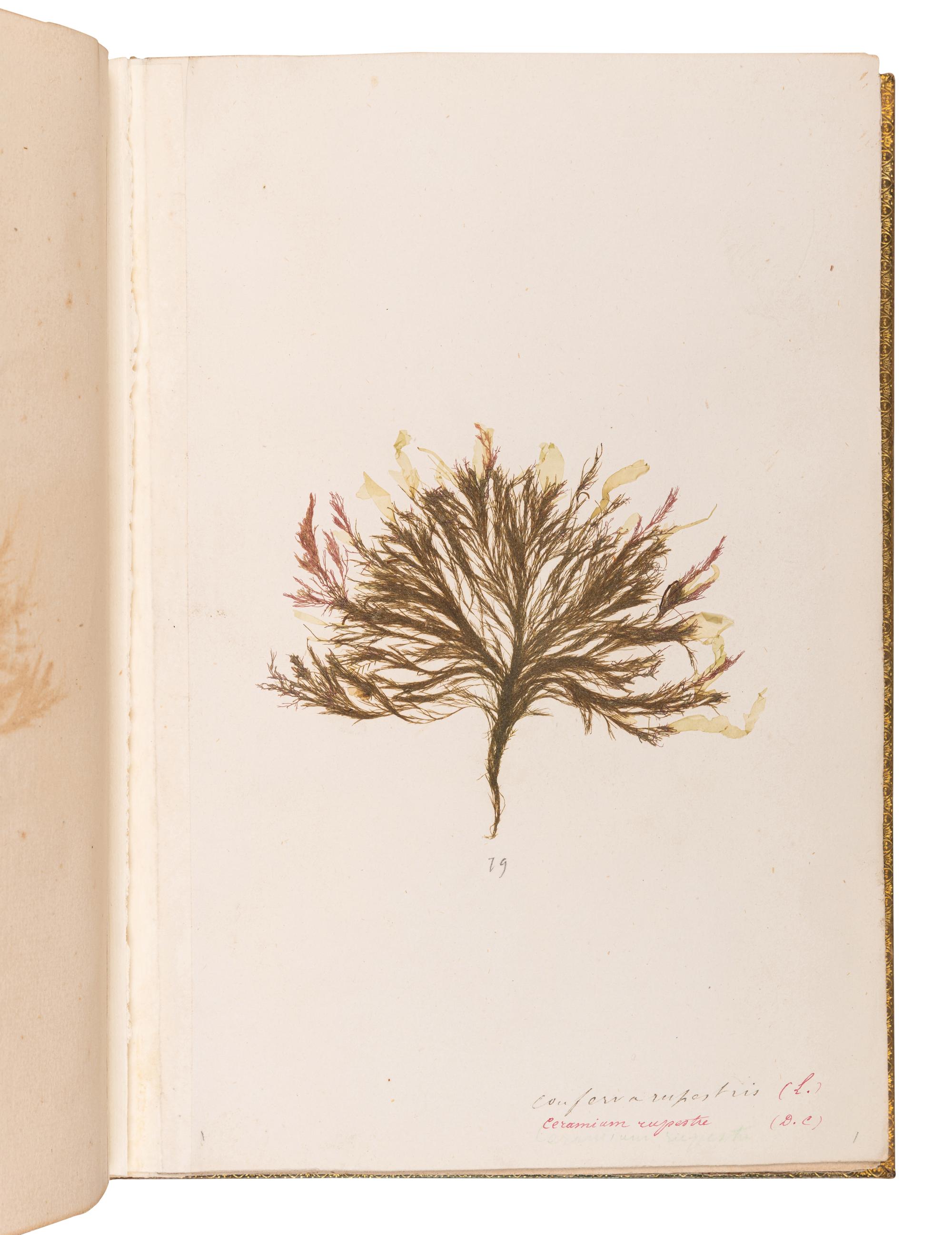 [SPECIMEN ALBUM - ALGAE]. Spine title: "Algues Cotes de Bretagne." Bretagne, ca 1850.