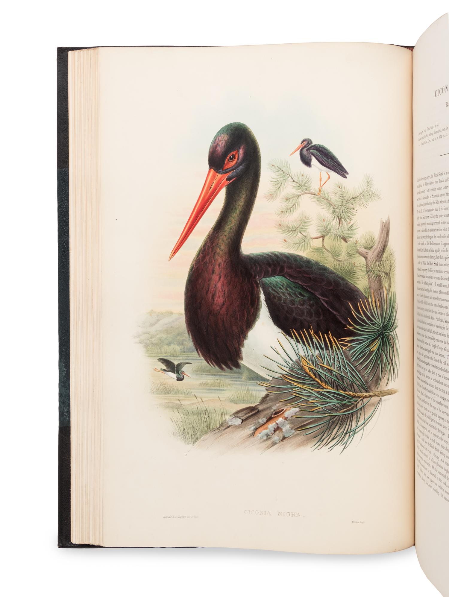 [NATURAL HISTORY]. GOULD, John (1804-1881). The Birds of Great Britain . London: Taylor and Francis, [1862-] 1873.