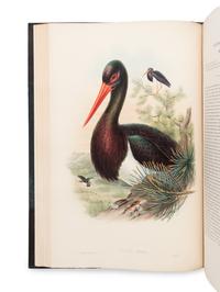 [NATURAL HISTORY]. GOULD, John (1804-1881). The Birds of Great Britain . London: Taylor and Francis, [1862-] 1873.