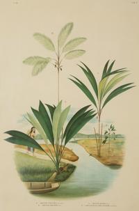 Bactria Constanciae, Astrocaryn Caudescens and Bactris Traillians, Bactric Concinnam, Bactria Bifida, and Amylocarpus Simplifrans, 1903
