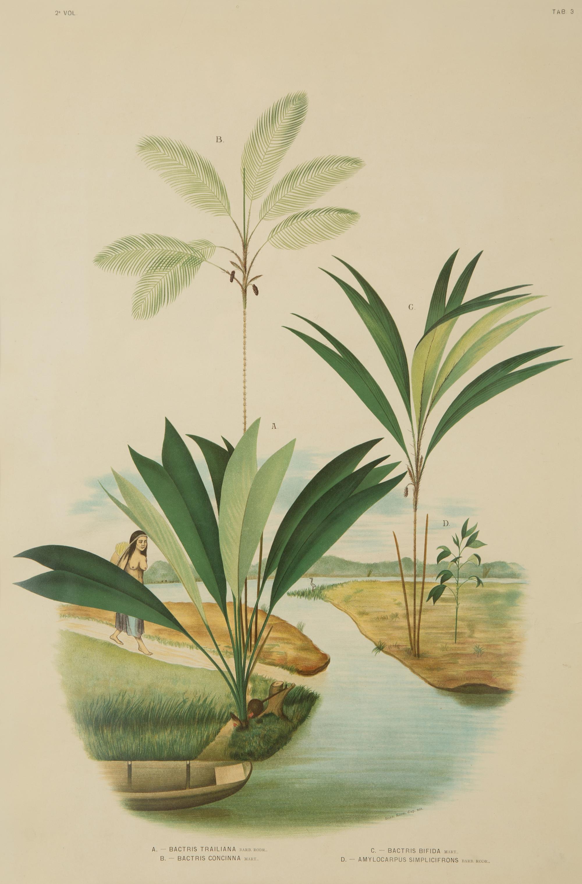 Bactria Constanciae, Astrocaryn Caudescens and Bactris Traillians, Bactric Concinnam, Bactria Bifida, and Amylocarpus Simplifrans, 1903