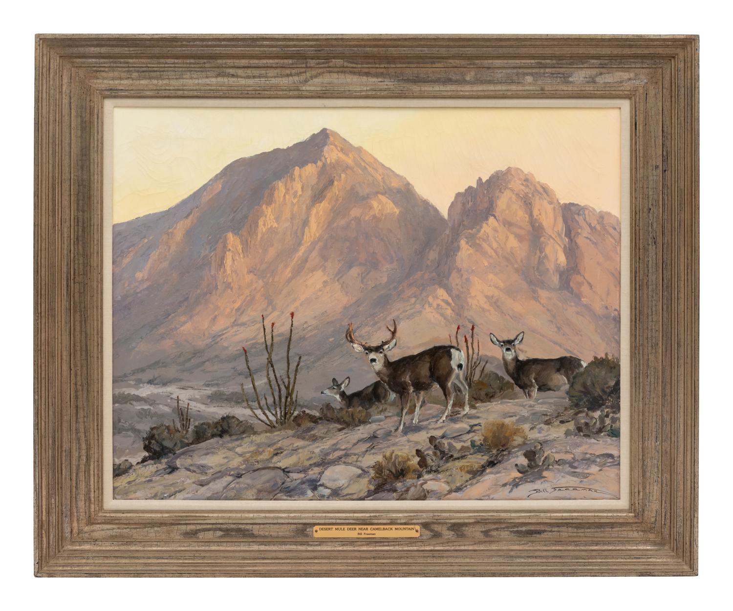 Desert Mule Deer Near Camelback Mountain