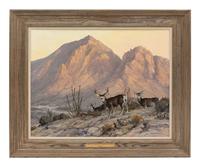 Desert Mule Deer Near Camelback Mountain