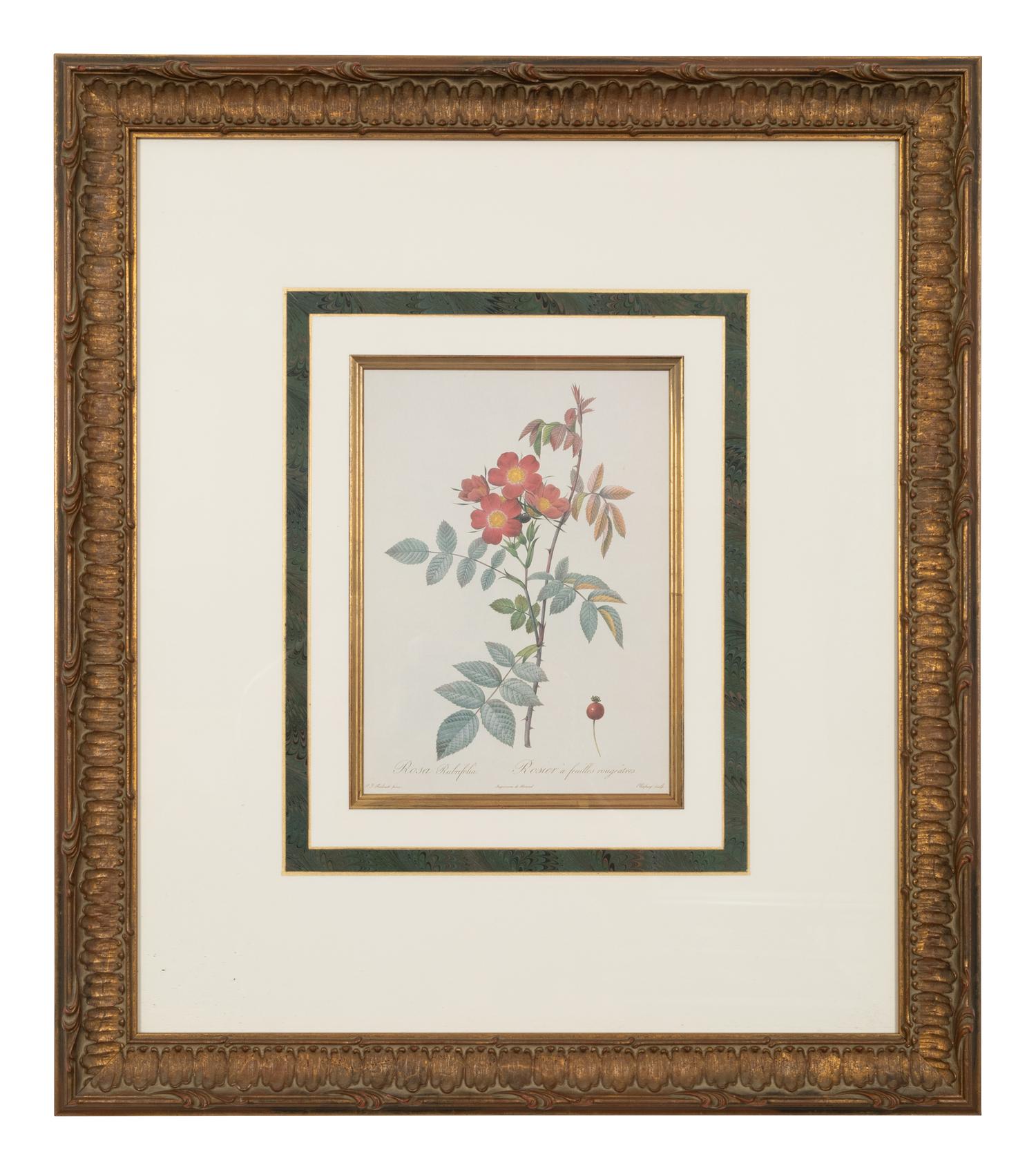 A Set of Six Chromolithographs of Roses after Pierre Joseph Redouté