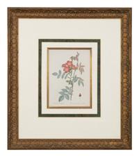A Set of Six Chromolithographs of Roses after Pierre Joseph Redouté
