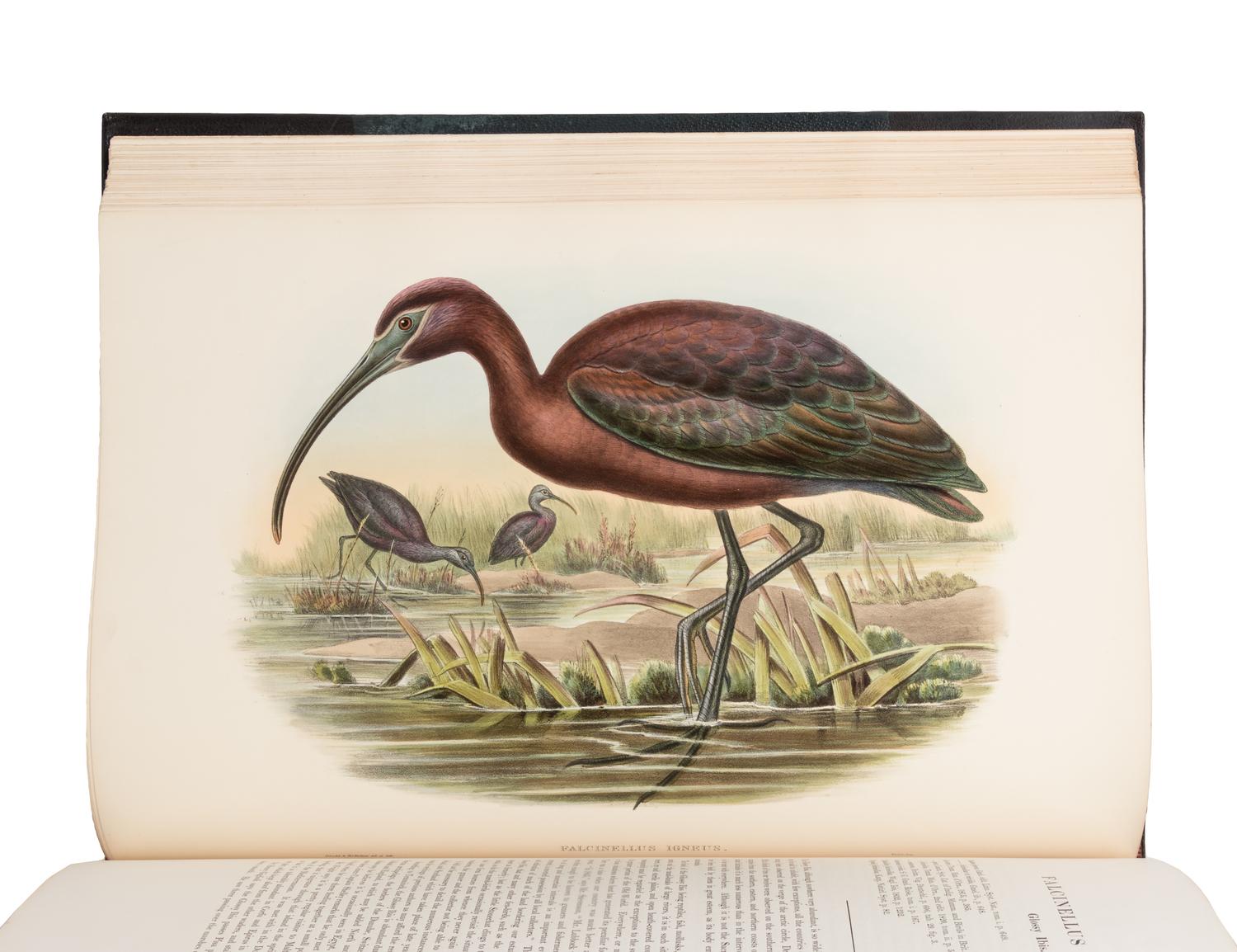 [NATURAL HISTORY]. GOULD, John (1804-1881). The Birds of Great Britain . London: Taylor and Francis, [1862-] 1873.