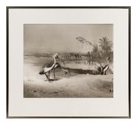 A group of six photographs from the Natural History series
