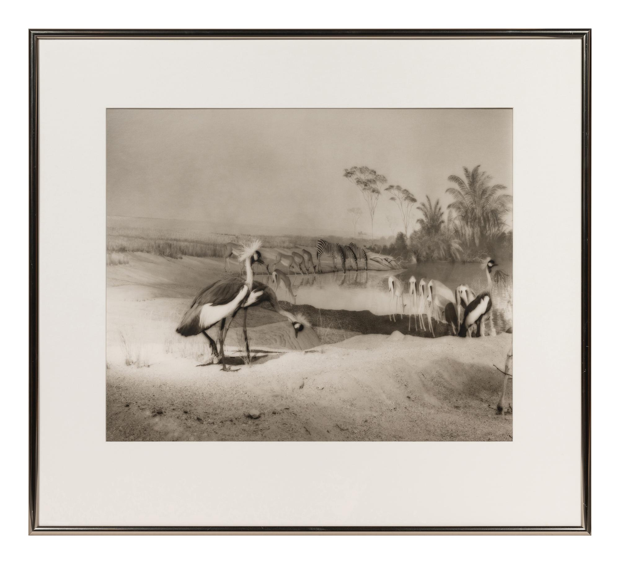 A group of six photographs from the Natural History series