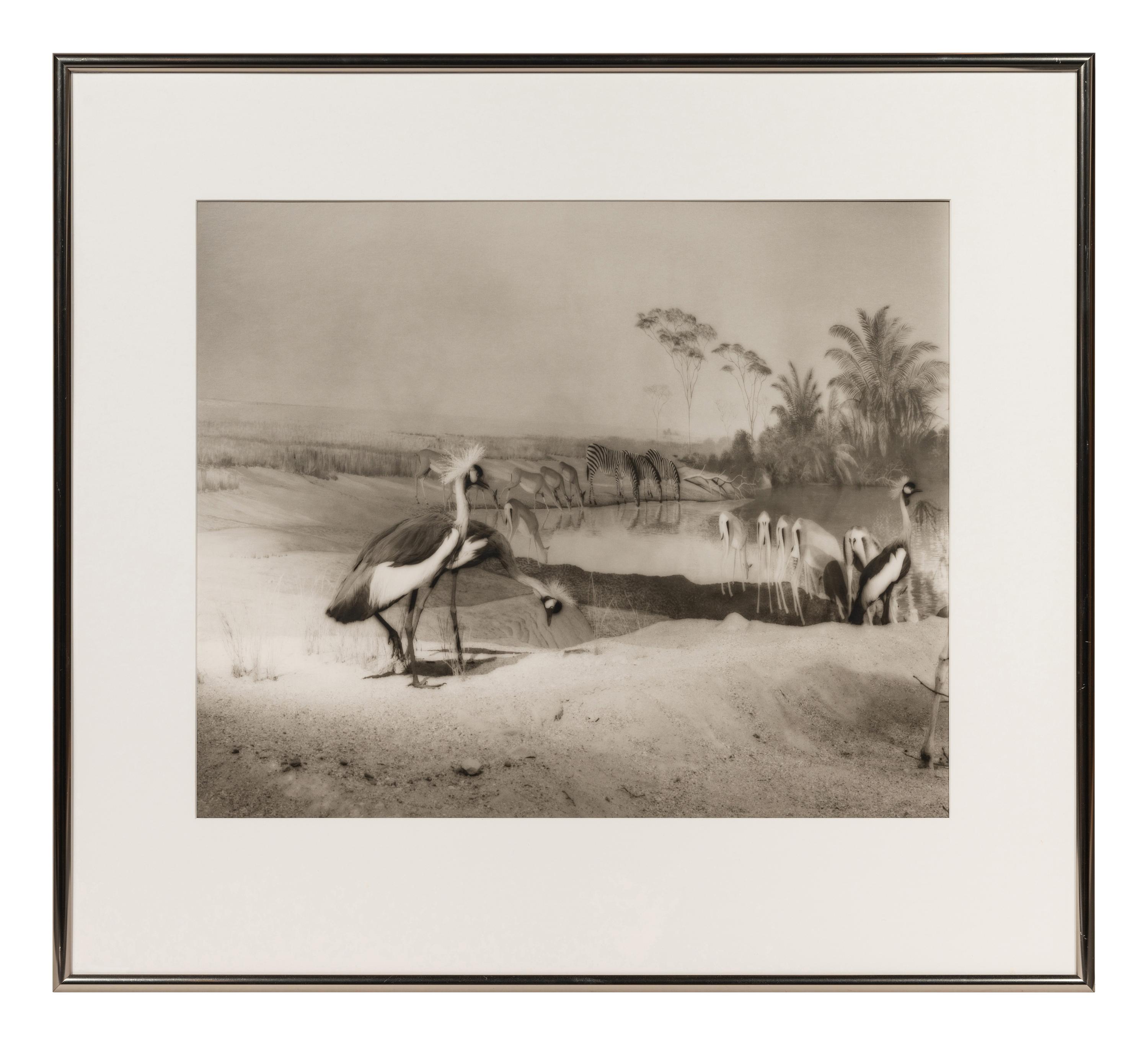 A group of six photographs from the Natural History series