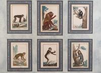 A Set of Twelve Hand-Colored Monkey Engravings — LATE 18TH/EARLY 19TH CENTURY