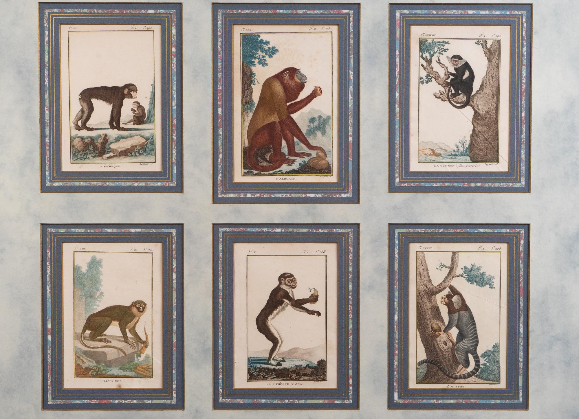 A Set of Twelve Hand-Colored Monkey Engravings — LATE 18TH/EARLY 19TH CENTURY
