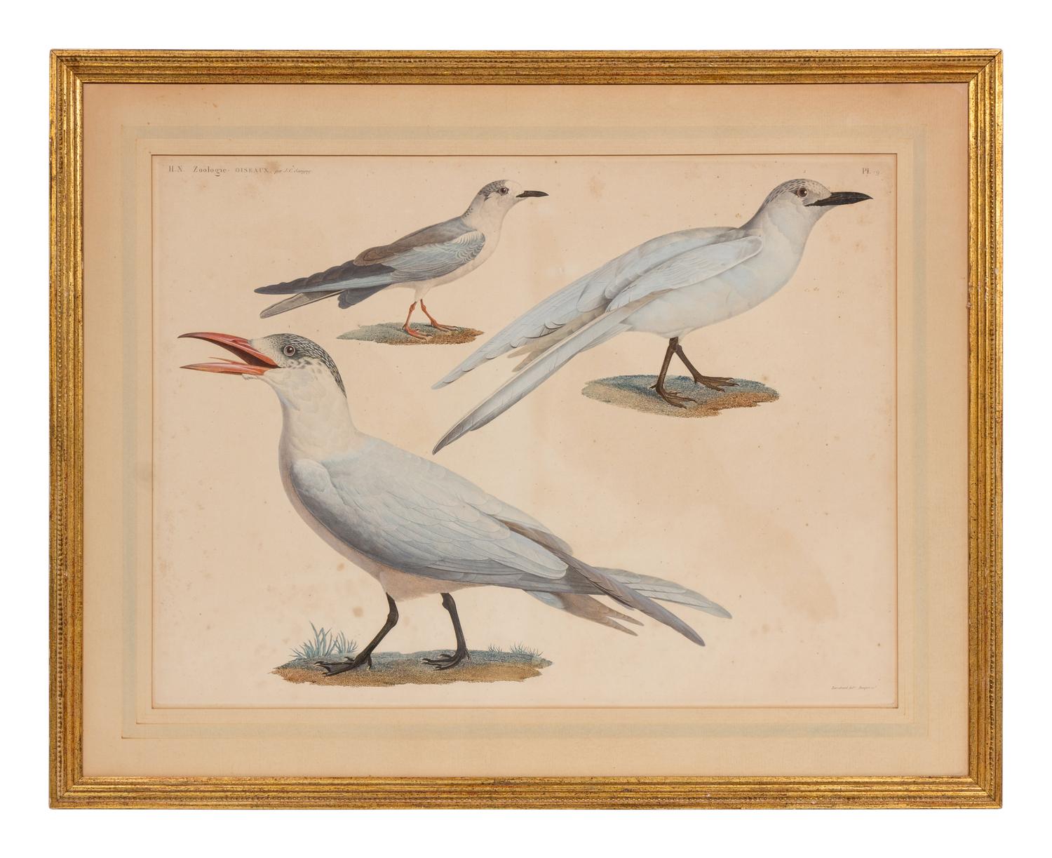 A Group of Two Hand Colored Engravings from Histoire Naturelle Zoologie, by Jules-Cesar Savigny