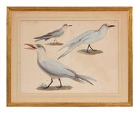 A Group of Two Hand Colored Engravings from Histoire Naturelle Zoologie, by Jules-Cesar Savigny