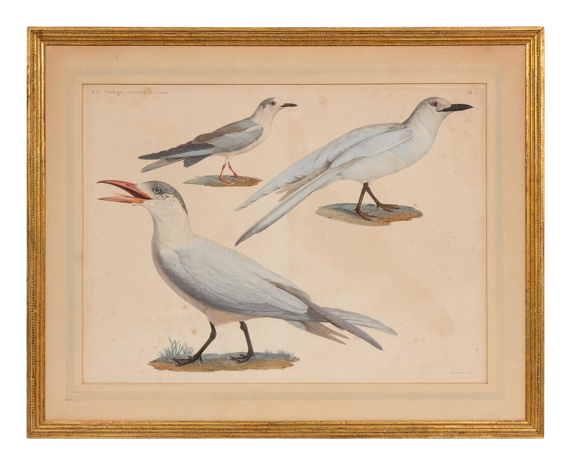 A Group of Two Hand Colored Engravings from Histoire Naturelle Zoologie, by Jules-Cesar Savigny