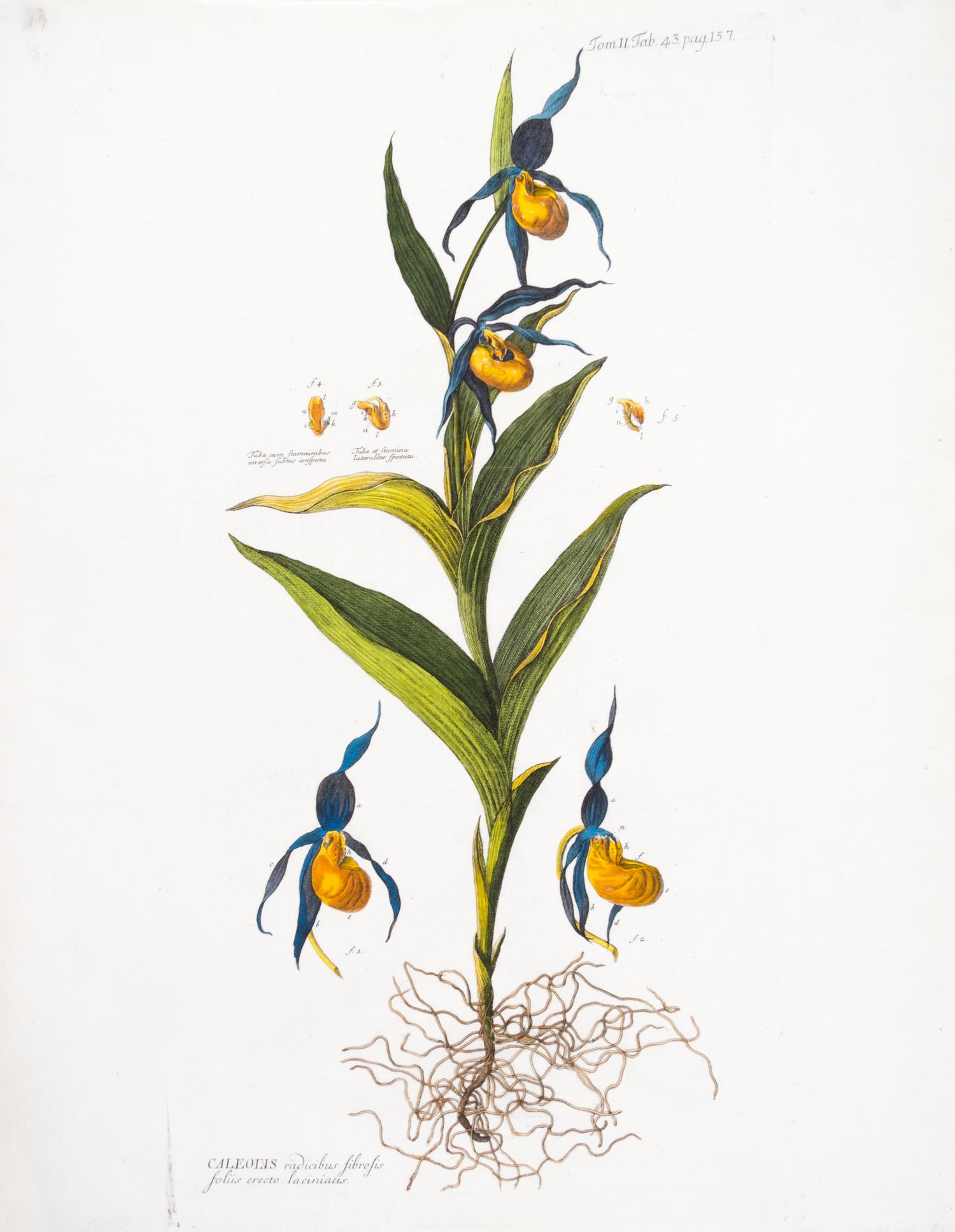 (BOTANY) Curtis, Caleolis Radicibus. Eng. fr. The Botanical Mag (L, 1787). [and] Weinmann, Musa, Banana... Eng. fr. Phytanthoza..R,