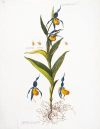 (BOTANY) Curtis, Caleolis Radicibus. Eng. fr. The Botanical Mag (L, 1787). [and] Weinmann, Musa, Banana... Eng. fr. Phytanthoza..R,