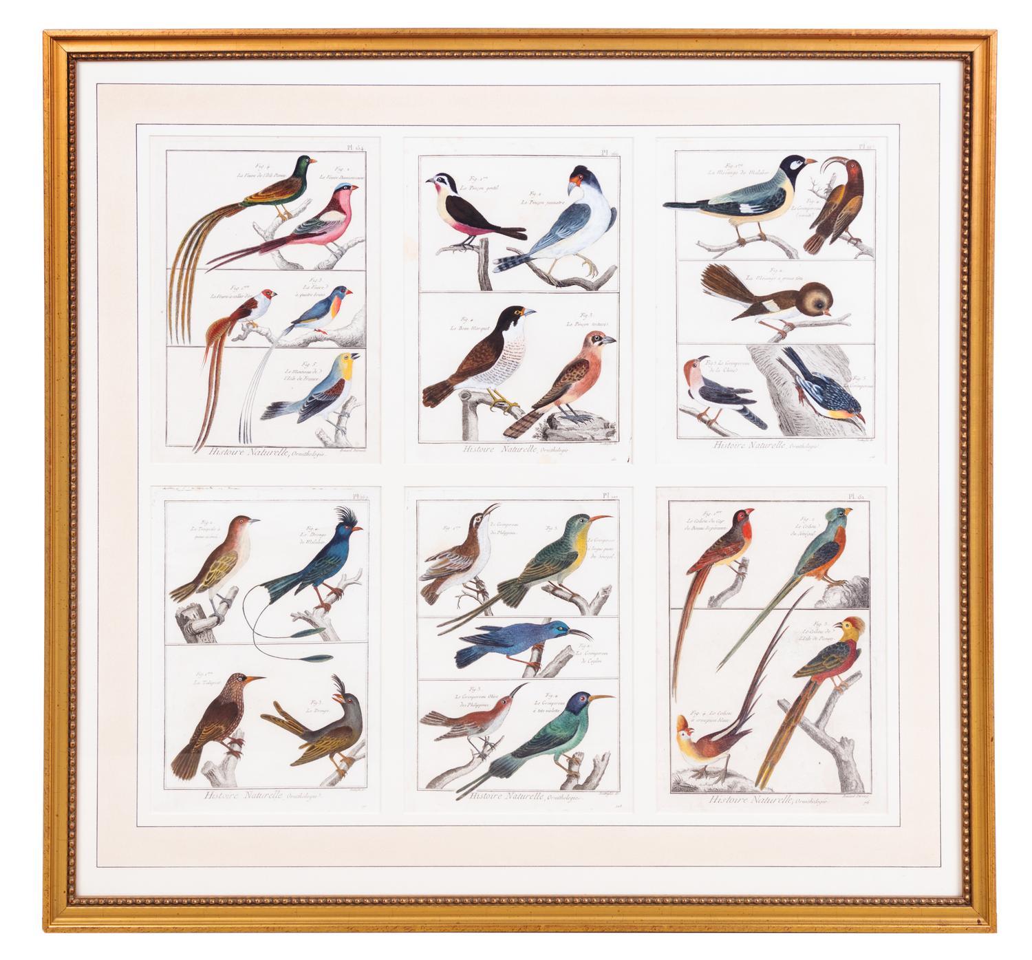 A Framed Group of Six Colored Engravings of Birds