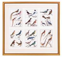 A Framed Group of Six Colored Engravings of Birds