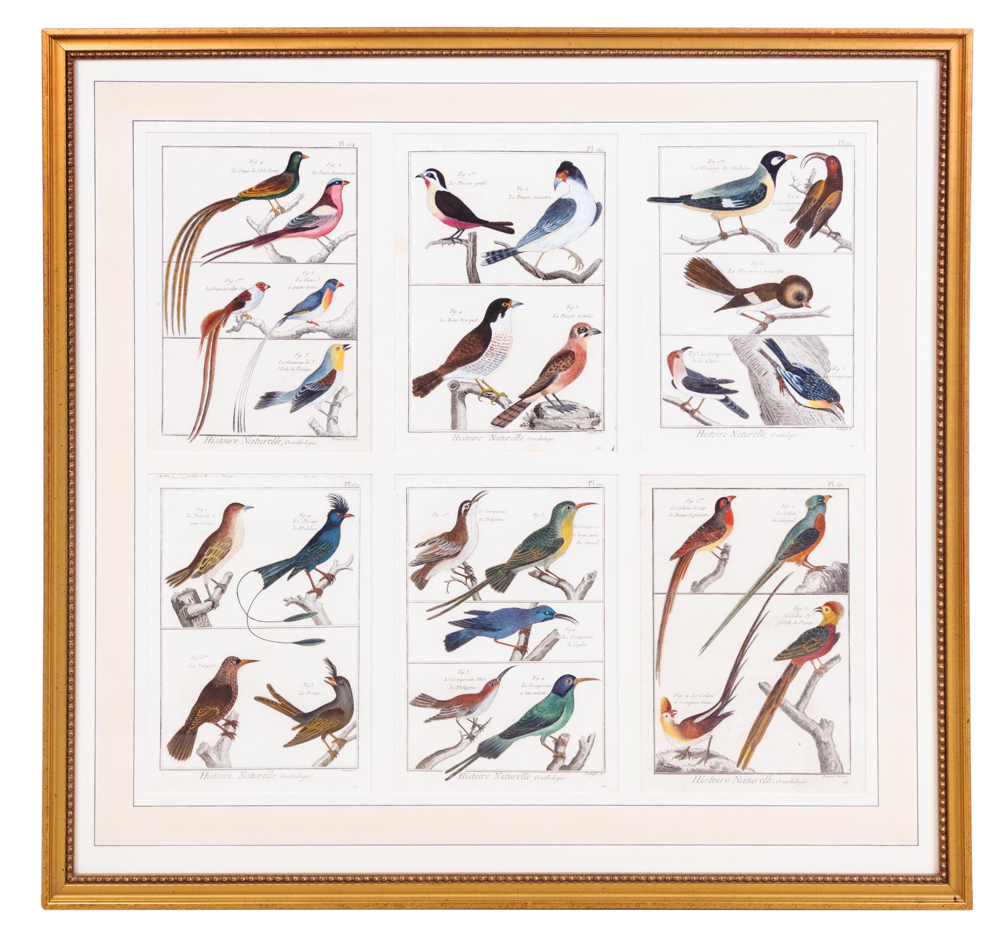 A Framed Group of Six Colored Engravings of Birds