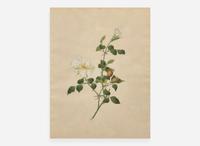 A group of four botanical watercolor drawings, 19th / 20th century