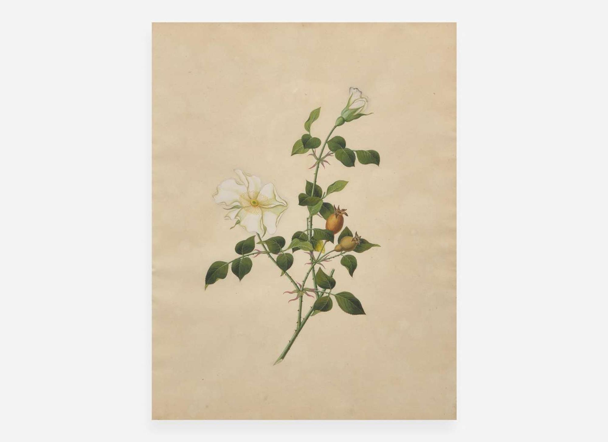 A group of four botanical watercolor drawings, 19th / 20th century