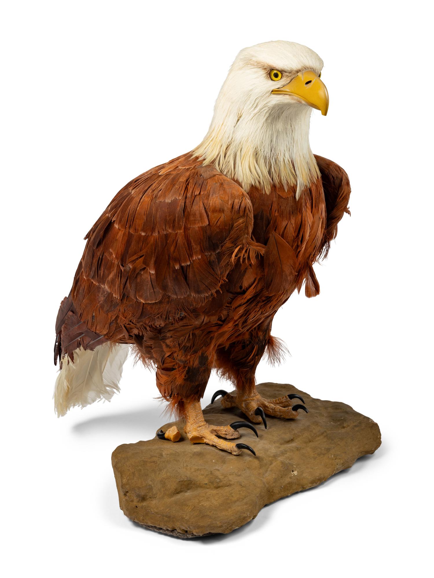 A Feathered Model of a Bald Eagle