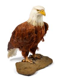 A Feathered Model of a Bald Eagle
