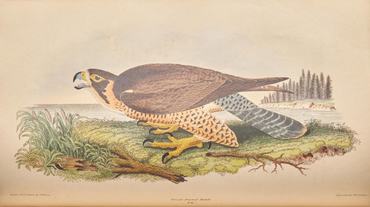 [Natural History] Wilson, Alexander, and Charles Lucian Bonaparte, and Sir William Jardine. American Ornithology; or, The Natural History of the Birds of the United States