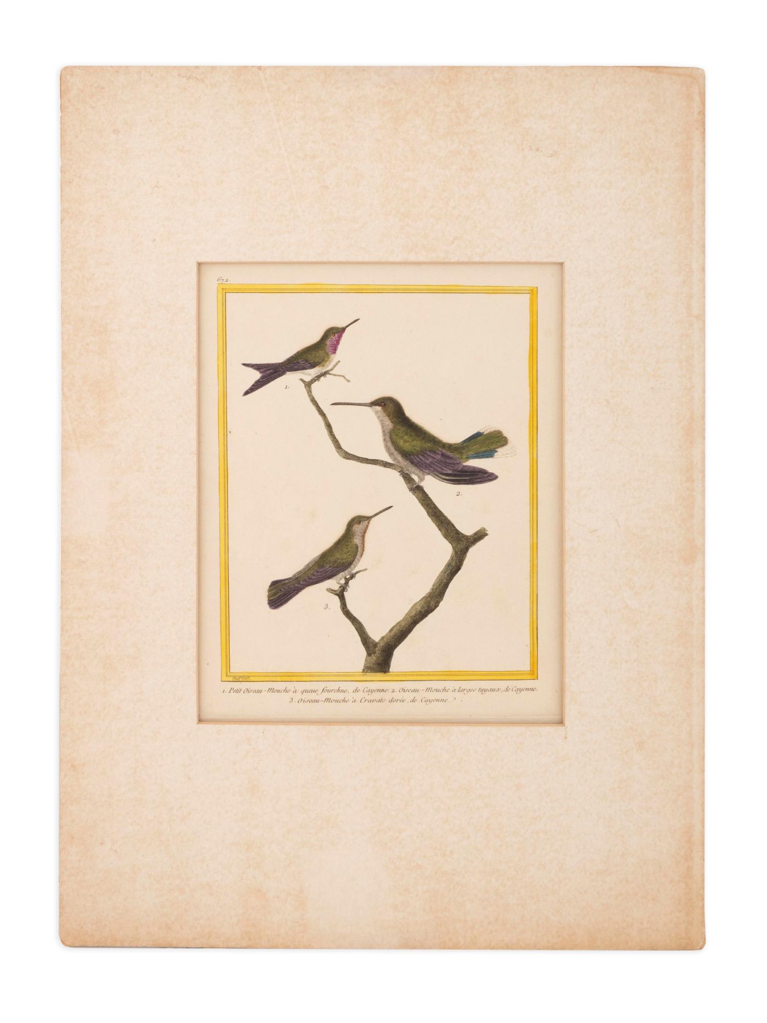 Twelve French Hand-Colored Bird Engravings — Designed and Engraved by Francois Nicolas Martinet (1731-1804); From Histoire Naturelle des Oiseaux by George-Louis Marie Leclere, Comte de Buffon; Printed at the Imprimerie Royale, 1770-1786