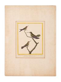Twelve French Hand-Colored Bird Engravings — Designed and Engraved by Francois Nicolas Martinet (1731-1804); From Histoire Naturelle des Oiseaux by George-Louis Marie Leclere, Comte de Buffon; Printed at the Imprimerie Royale, 1770-1786