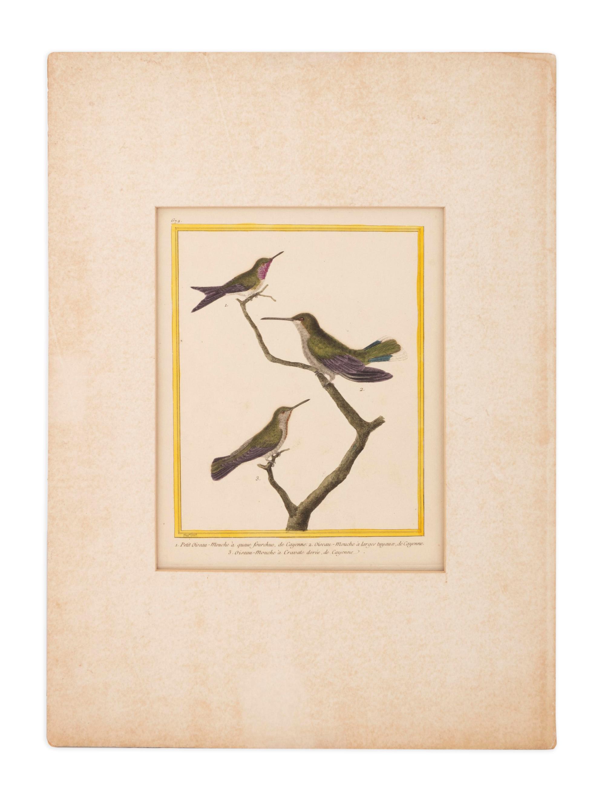 Twelve French Hand-Colored Bird Engravings — Designed and Engraved by Francois Nicolas Martinet (1731-1804); From Histoire Naturelle des Oiseaux by George-Louis Marie Leclere, Comte de Buffon; Printed at the Imprimerie Royale, 1770-1786