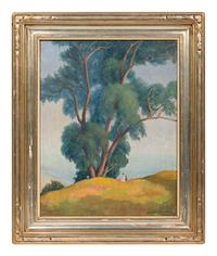 Eucalyptus Trees, Santa Monica Palisades, California