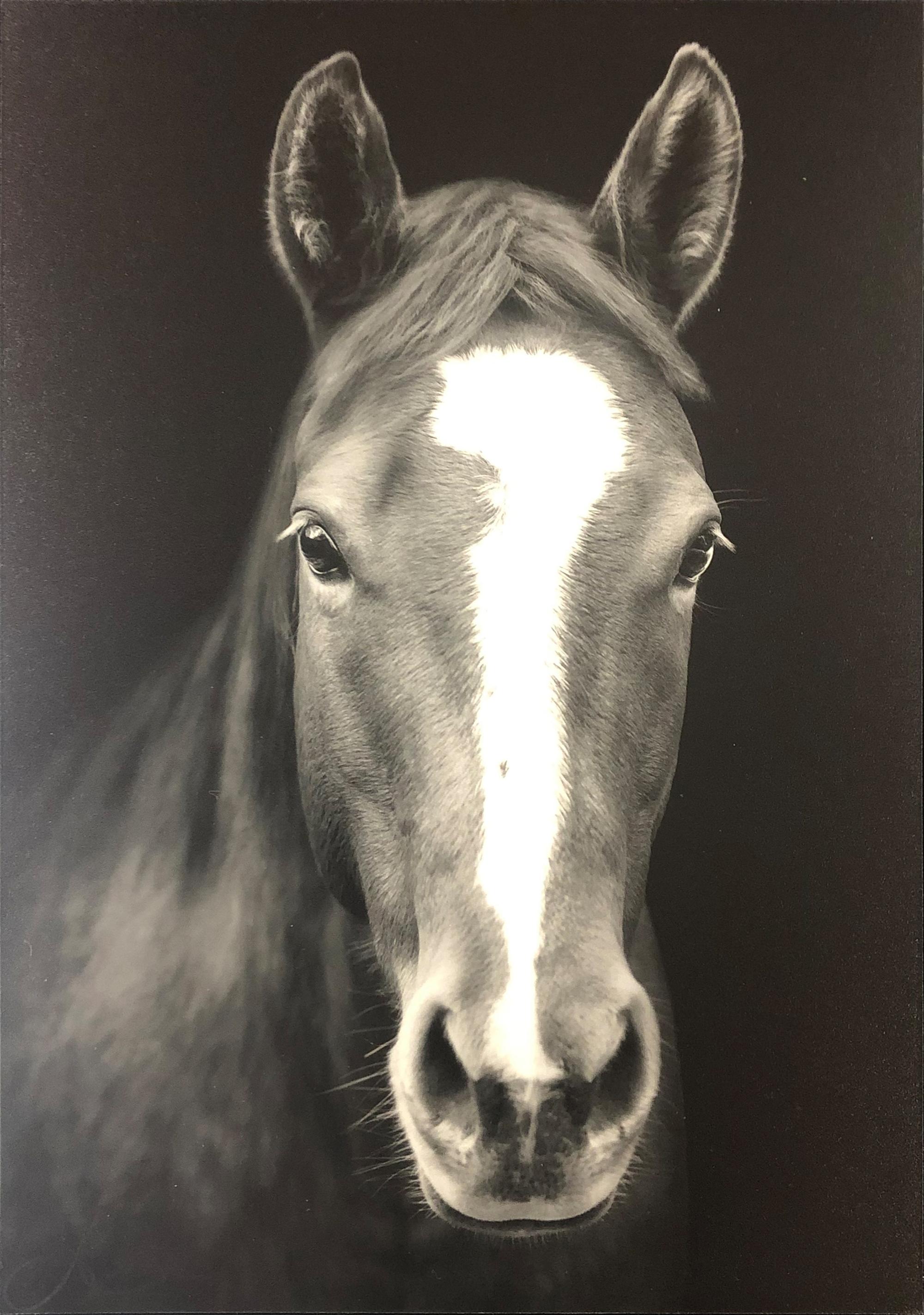 Portrait of a Quarter Horse, edition 3/50, 2020
