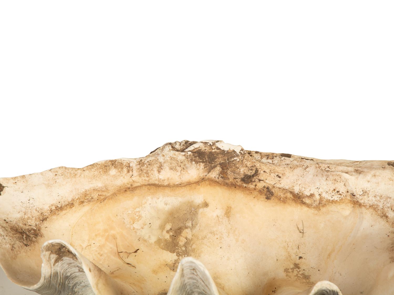 A Pair of Tridacna Gigas Giant Clam Shells