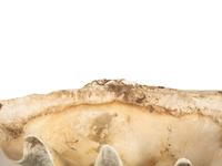 A Pair of Tridacna Gigas Giant Clam Shells