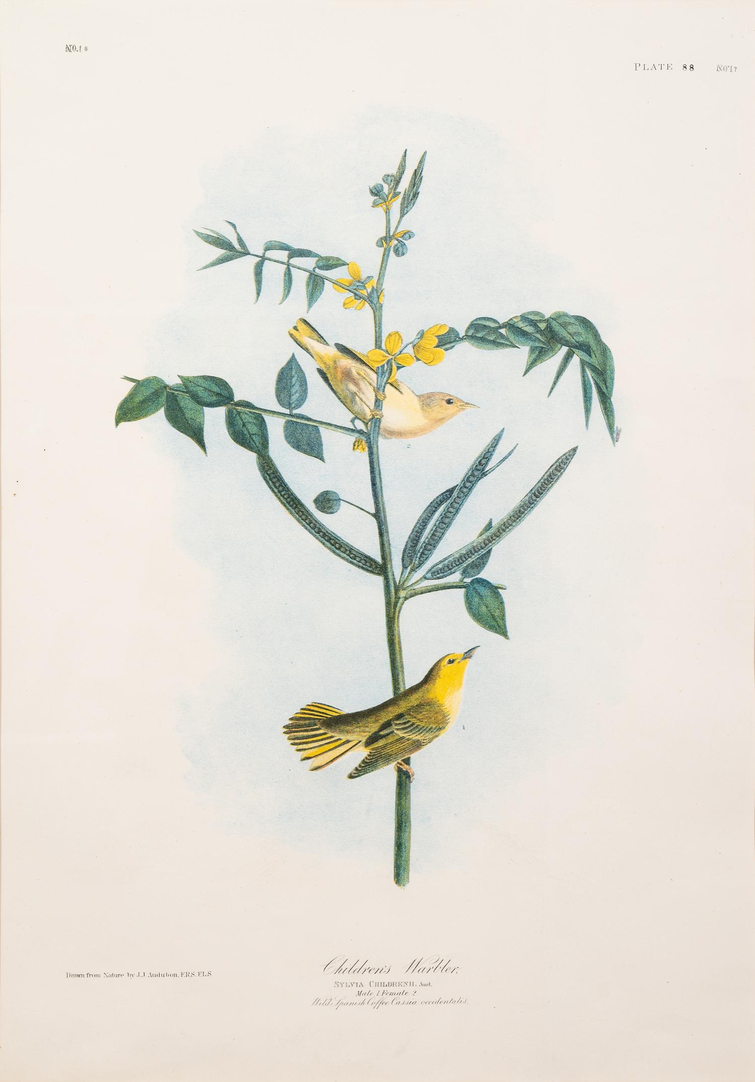 AUDUBON, John James (1785-1851).